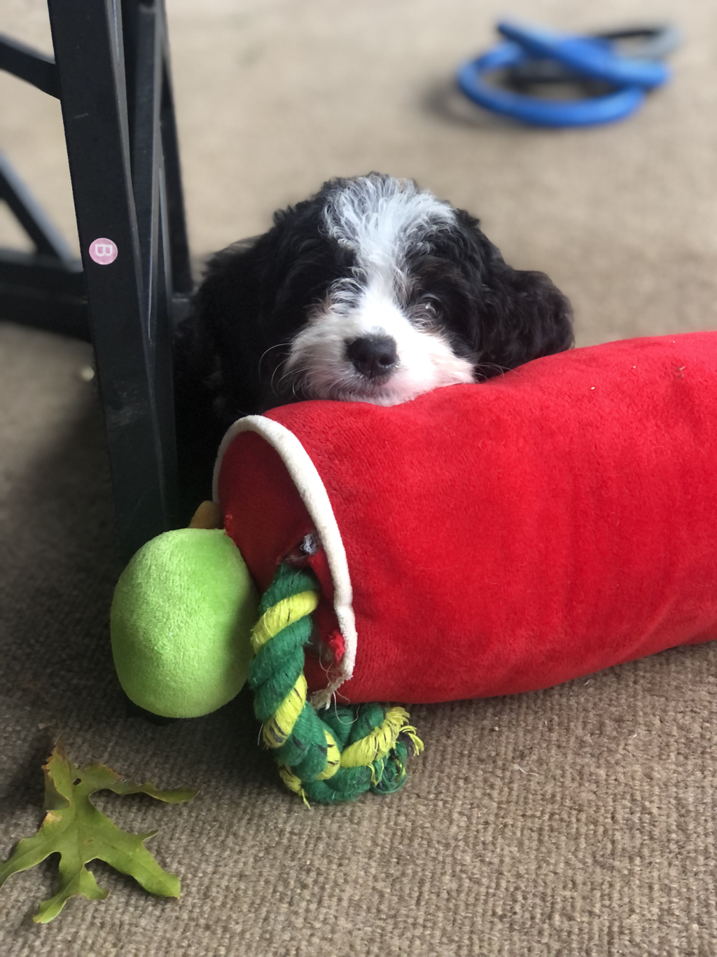 Dog for adoption - BRUNO, a Bernedoodle Mix in Fresh Meadows, NY